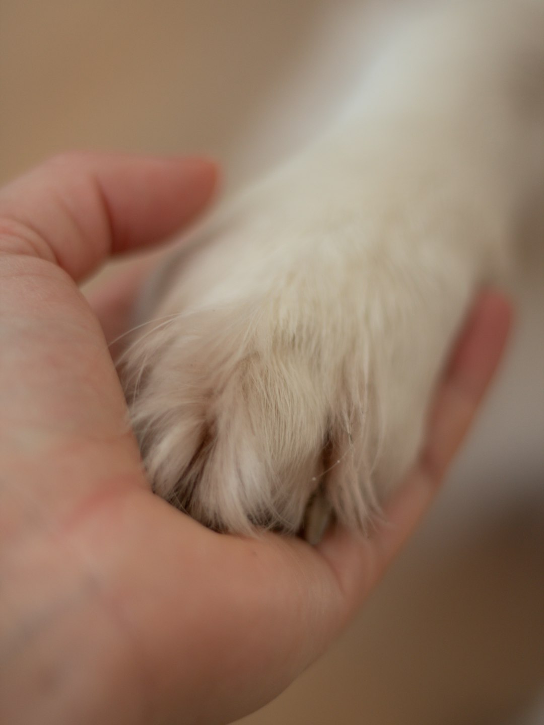 a person's hand holding a dog's paw