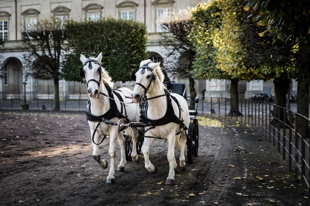 two white horses pulling a small old-fashioned carriage